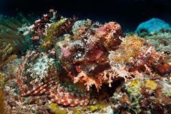 Zanzibar Scuba Diving Holiday. Scorpionfish.